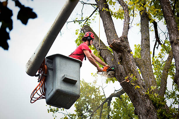 Best Palm Tree Trimming  in Cheltenham Village, PA